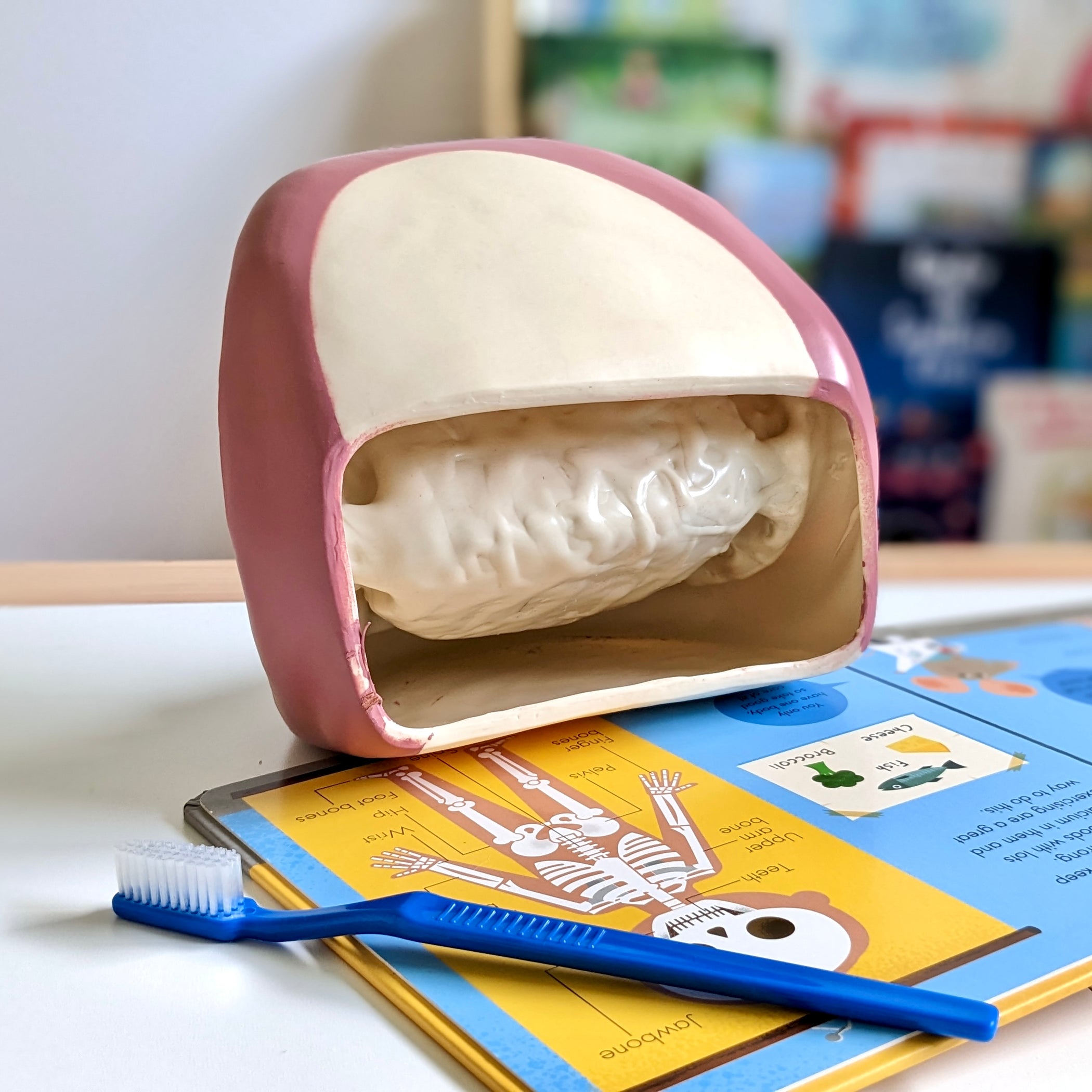 Giant Teeth Demonstration Model Early Science STEM Developmental Toys ...