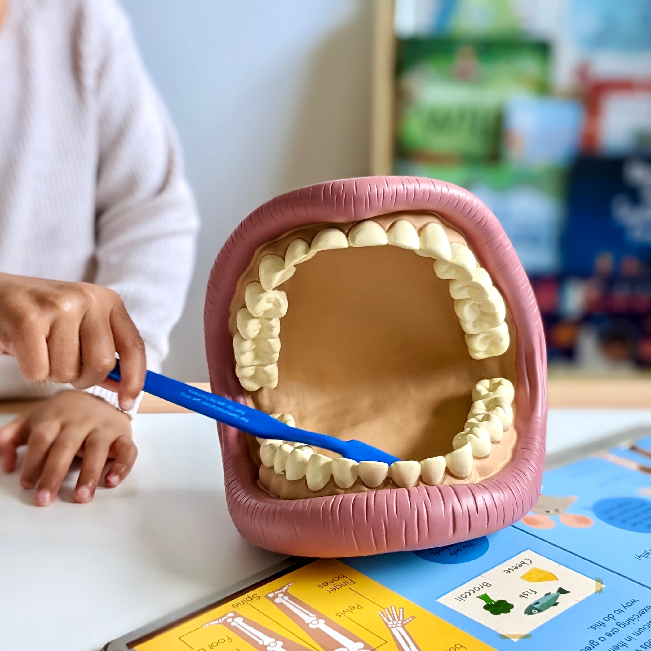 Giant Teeth Demonstration Model Early Science STEM Toys 3yrs+ — My Playroom