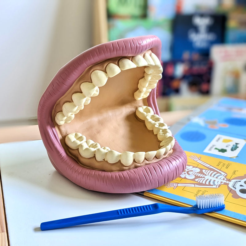 Giant Teeth Demonstration Model Early Science STEM Developmental Toys for Toddlers 3yrs+
