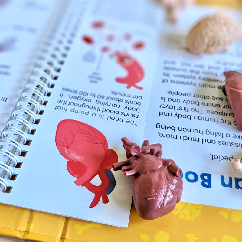 Anatomy Flips Human Body Book By Junior Learning STEM Science STEM Book 6yrs+