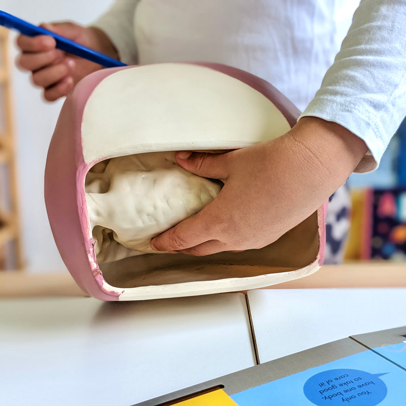 Giant Teeth Demonstration Model Early Science STEM Developmental Toys for Toddlers 3yrs+
