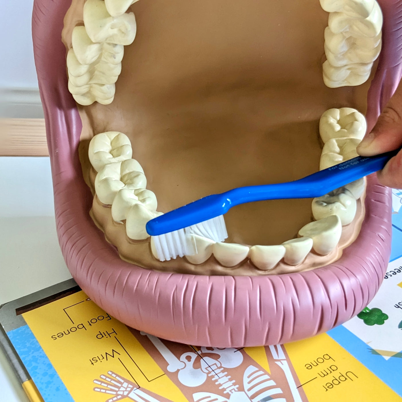 Giant Teeth Demonstration Model Early Science STEM Developmental Toys ...