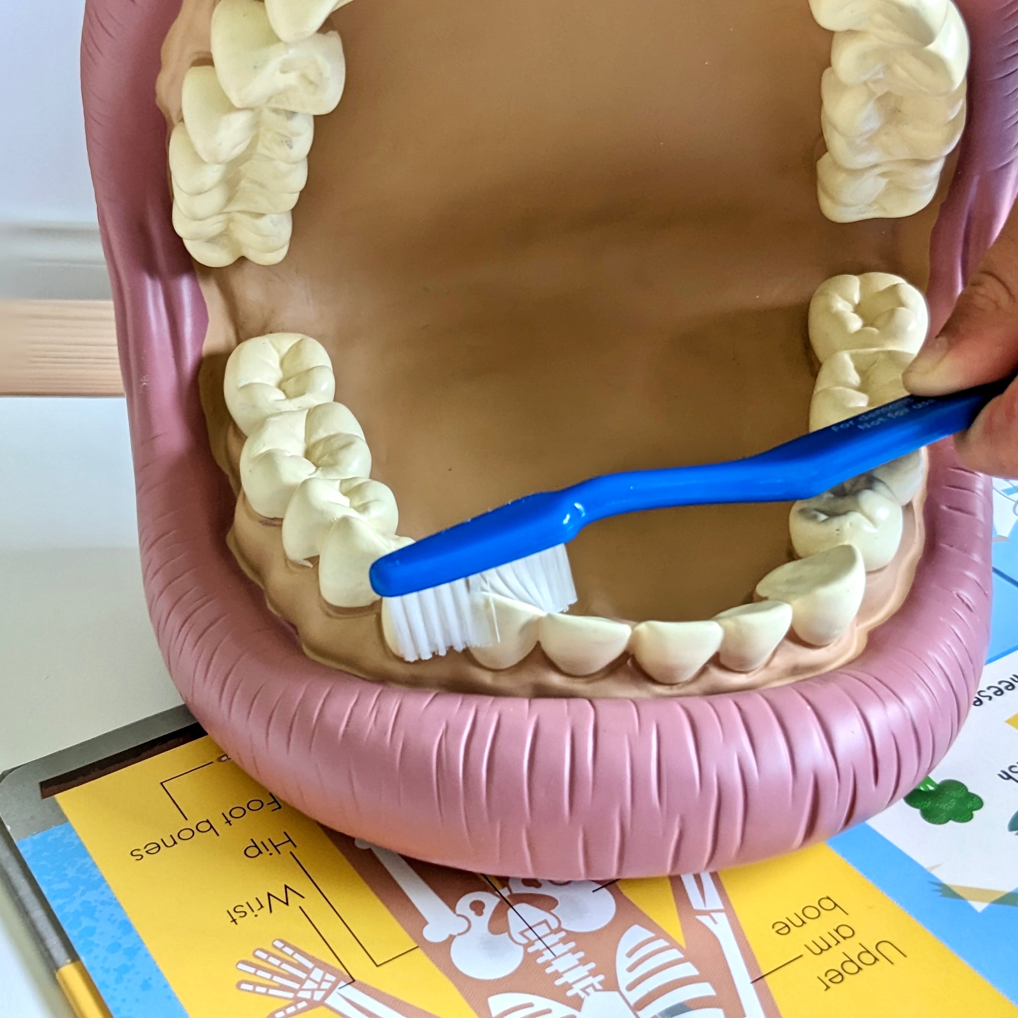 Giant Teeth Demonstration Model Early Science STEM Toys 3yrs+ — My Playroom