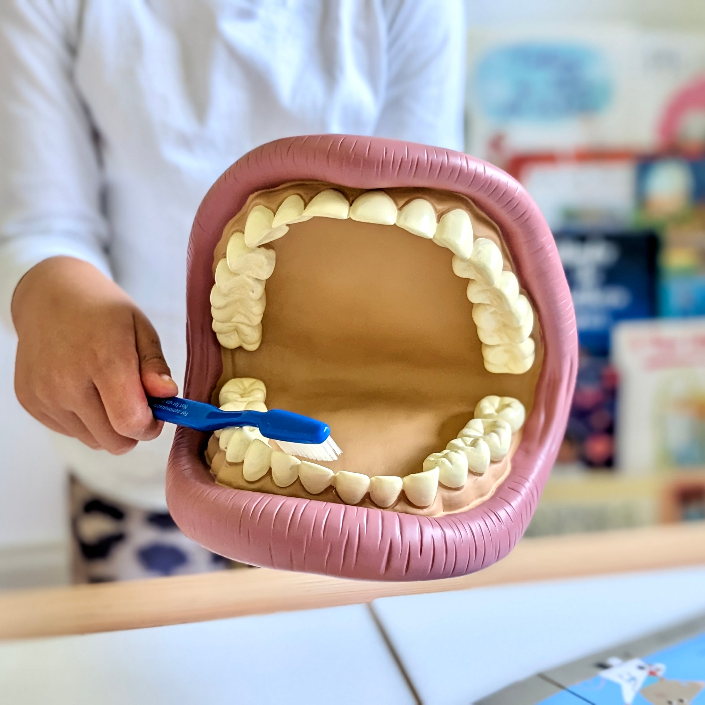 Giant Teeth Demonstration Model Early Science STEM Developmental Toys ...