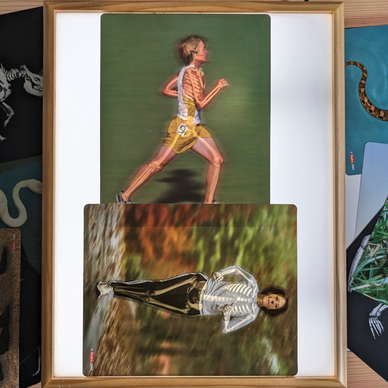 What's Inside Animal Anatomy X-Rays Cards By Roylco 16pc Early Science STEM Toys 4yrs+