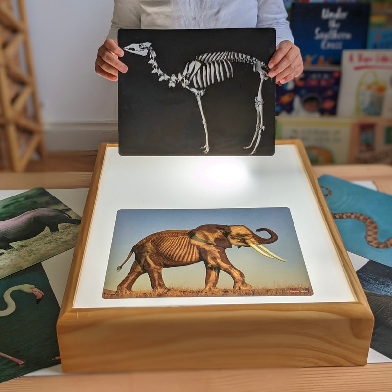 What's Inside Animal Anatomy X-Rays Cards By Roylco 16pc Early Science STEM Toys 4yrs+