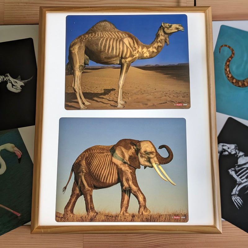 What's Inside Animal Anatomy X-Rays Cards By Roylco 16pc Early Science STEM Toys 4yrs+