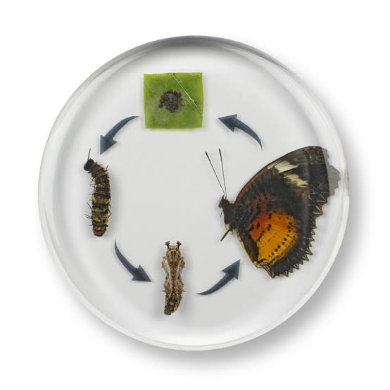 Mini Beasts Life Cycle of a Butterfly Specimens ROUND Set 1pcs By Knowledge Builder Science Range Early Science STEM Toys 6yrs+