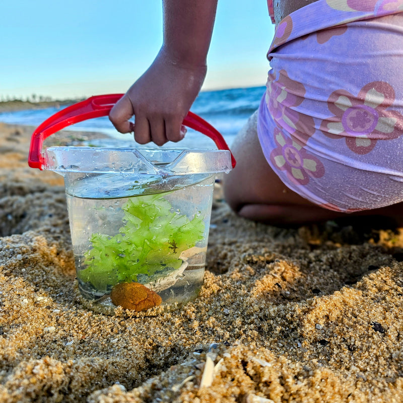 Classic Clear Kids Bucket with Lip for your next Science Sensory experiment 1.2L by Dantoy Sensory Outdoor Play Tools Developmental Toys for Toddlers 2yrs+
