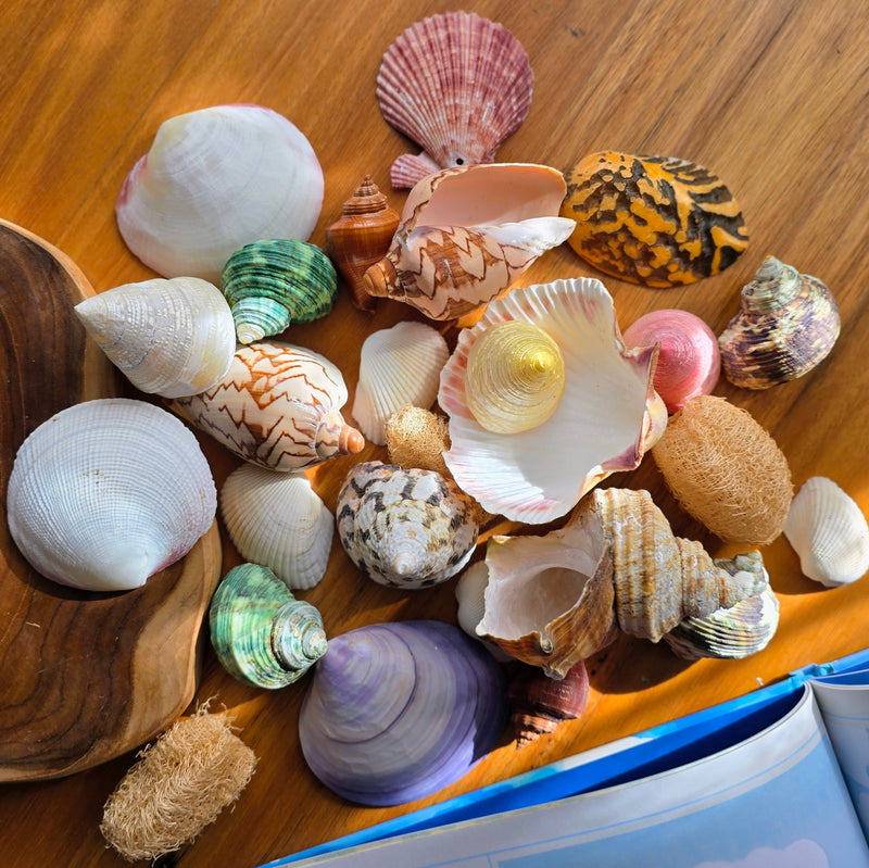 Assorted Sea Shell Pack Large Ocean Sensory Nature Play Collection