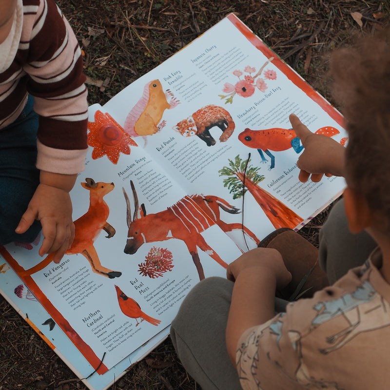 World of Colour (Hardcover) by Jess Racklyeft Children’s Nature & Animals Picture Book