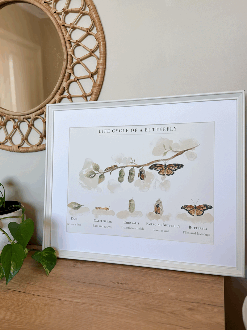 Life Cycle of A Butterfly Poster by Bloomia A3 Premium Matte Paper Art Print