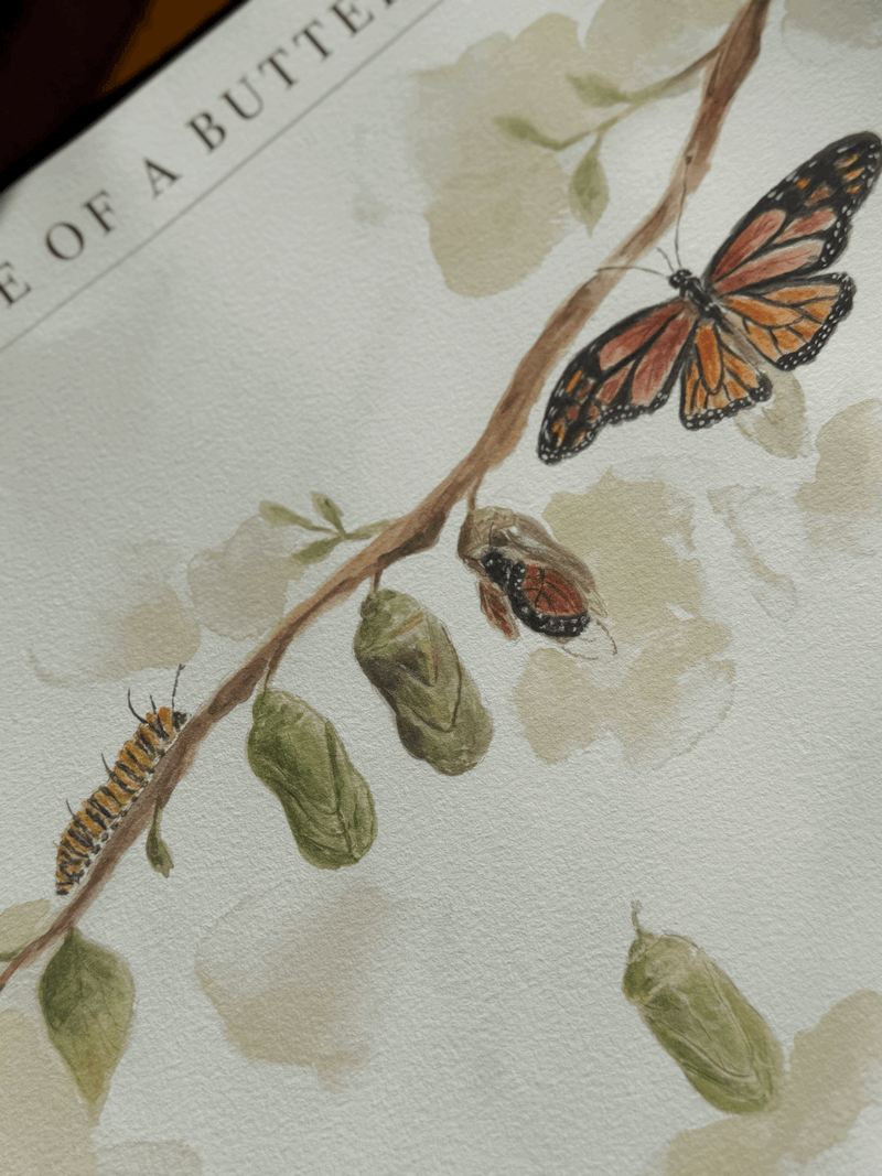 Life Cycle of A Butterfly Poster by Bloomia A3 Premium Matte Paper Art Print
