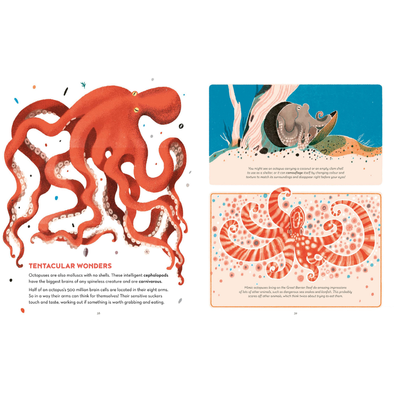 The Great Barrier Reef (Hardcover) by Helen Scales Kids Ocean Book
