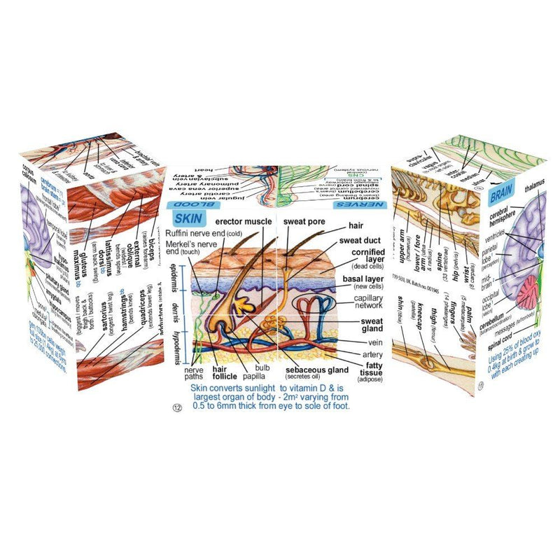 ZooBooKoo Human Body Anatomy Cube Book Early Science STEM Travel Toys Best Seller 7yrs+