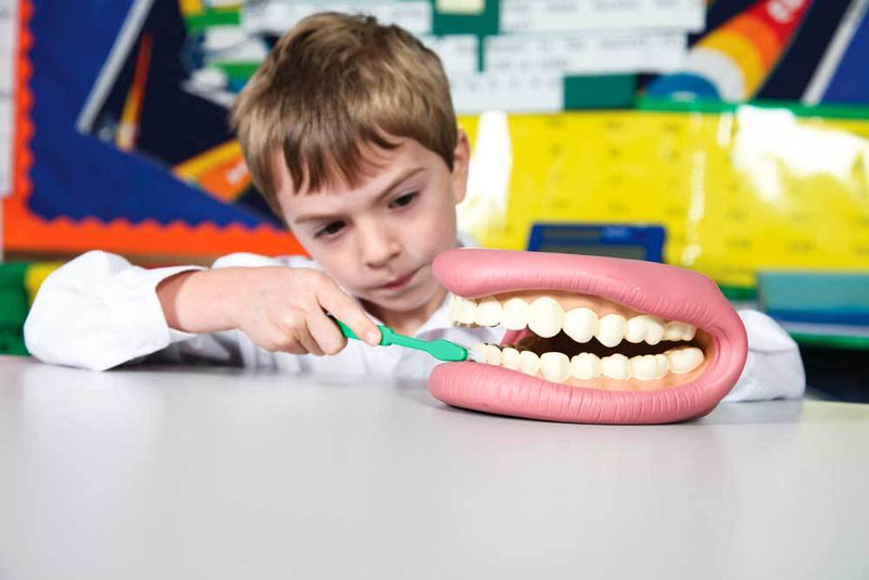 Giant Teeth Demonstration Model Early Science STEM Developmental Toys for Toddlers 3yrs+