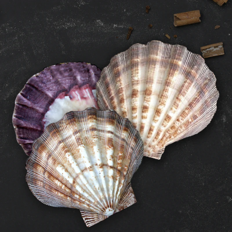 Scallop Shell Lion Paw Each 10-12cm Ocean Sensory Nature Play Tools and Toys