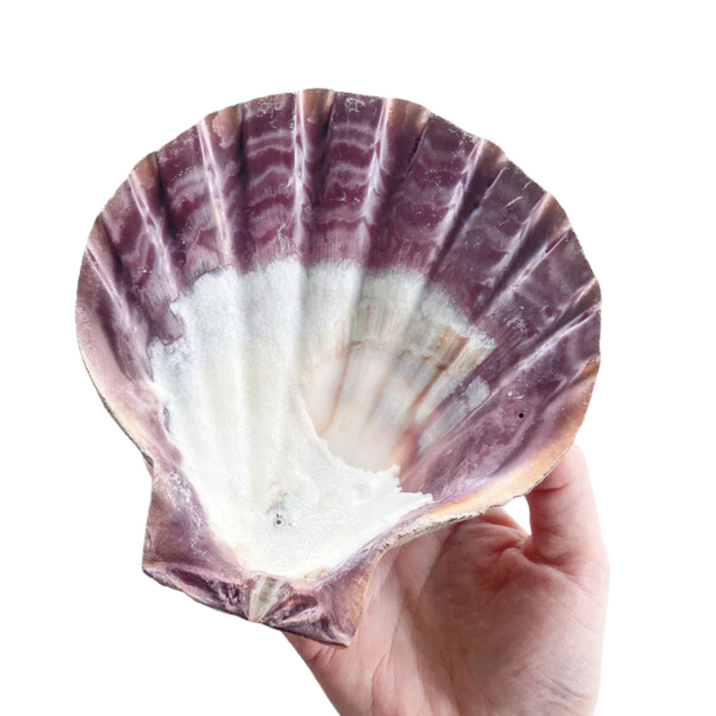 Scallop Shell Lion Paw Each 10-12cm Ocean Sensory Nature Play Tools and Toys