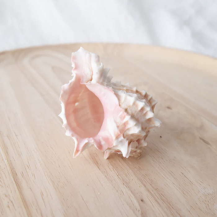 Murex Shell Pink Each 7cm-8.5cm