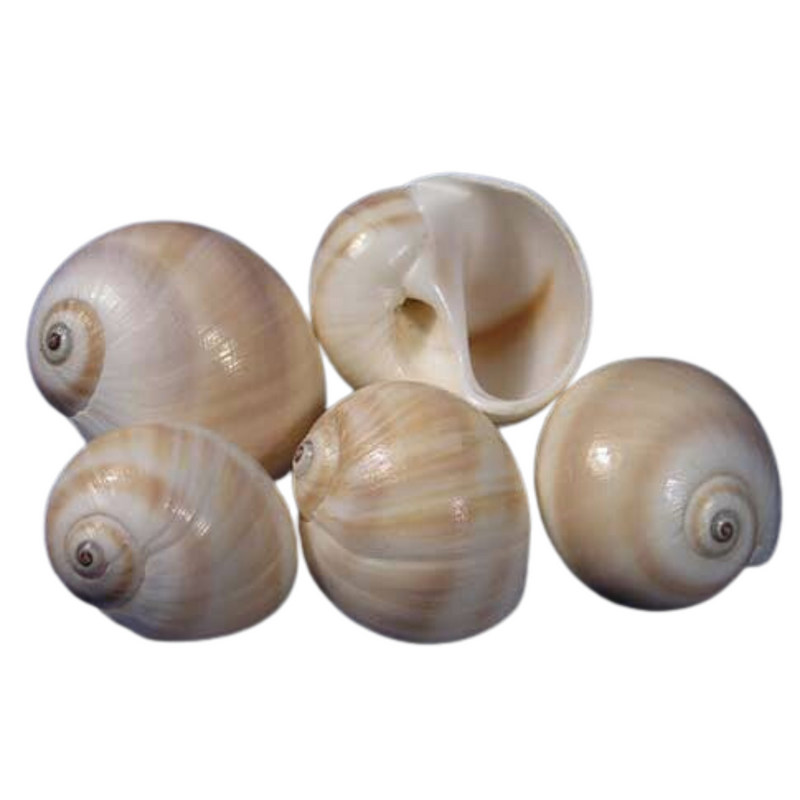Moon Snail Shell 5 Pieces 3cm-5cm Ocean Sensory Nature Play Tools and Toys