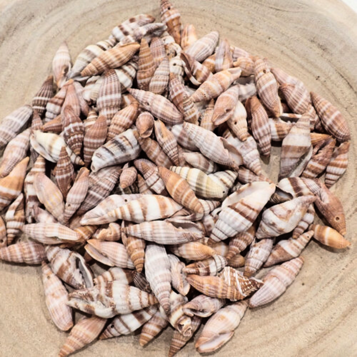 Mitres Red Shell 100g Pack Ocean Nature Play Tools and Toys — My Playroom