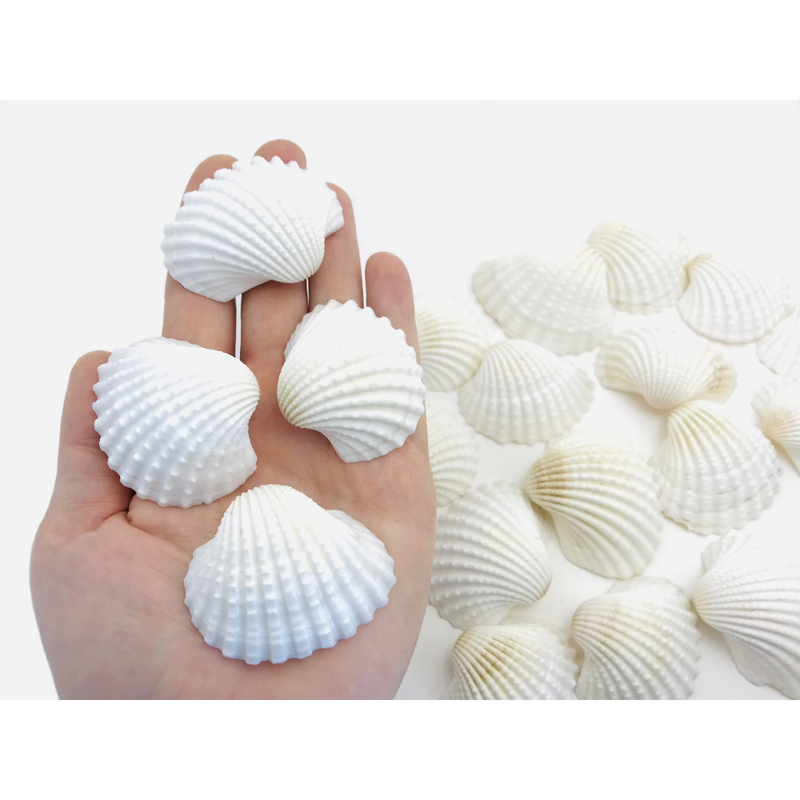 Cockle Shell White 5cm-6cm Ocean Nature Play Tools Sensory Toys