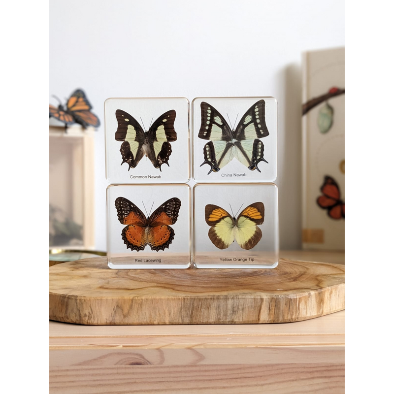 Mini Beasts Butterfly Specimens Basic Set 4pc By Knowledge Builder Science Range Early Science STEM Toys Best Seller 6yrs+