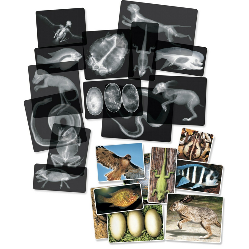 Animals X-Ray Cards By Roylco 10cm x 25cm 14pc Early Science STEM Toys 4yrs+