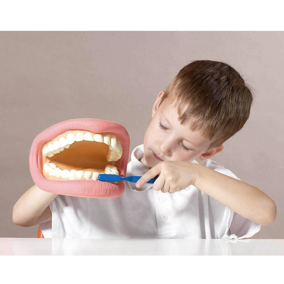 Giant Teeth Demonstration Model Early Science STEM Developmental Toys ...