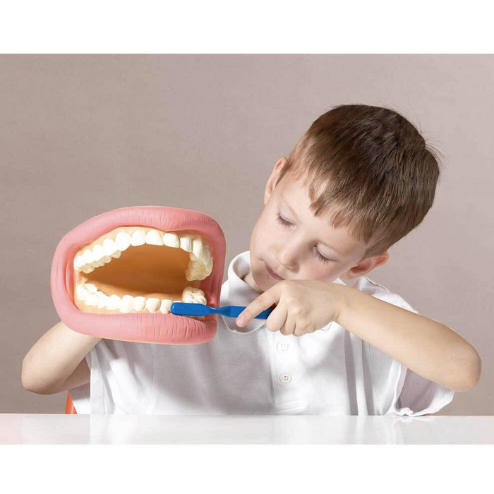 Giant Teeth Demonstration Model 3yrs+