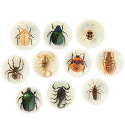 Mini Beast Magnetic Insect Specimens ( Glow in the Dark ) 6yrs+ - My Playroom 