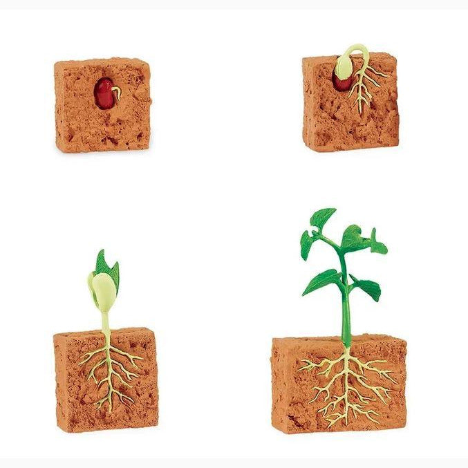Life Cycle of a Green Bean Plant Montessori Language Figurines Collection by Safari Ltd Early Science STEM Toys 4yrs+