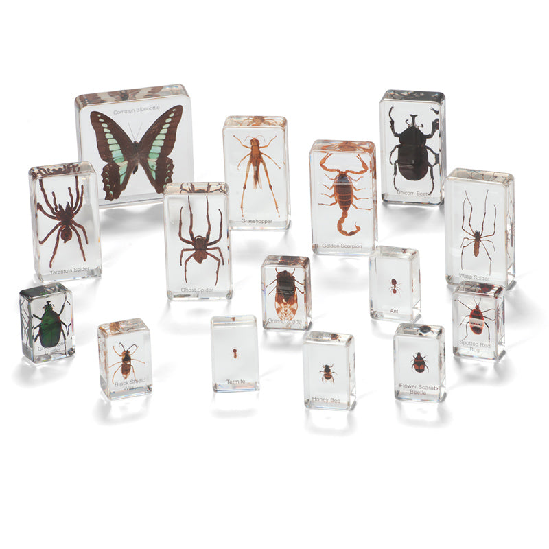 Mini Beasts Insects and Spiders Specimens Large Set 15pc Best Seller By Knowledge Builder Science Range Early Science STEM Toys 6yrs+