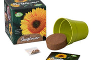 Grow Your Own Giant Sunflower 5+ - My Playroom 