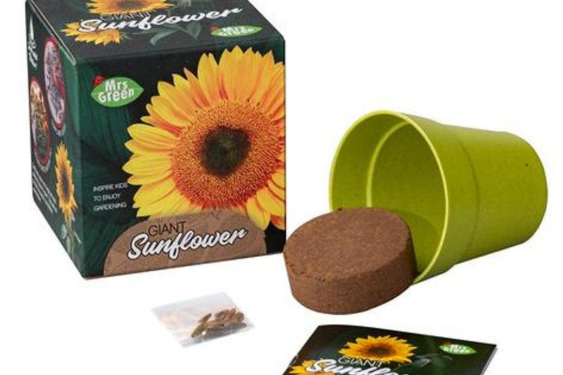 Grow Your Own Giant Sunflower 5+ - My Playroom 
