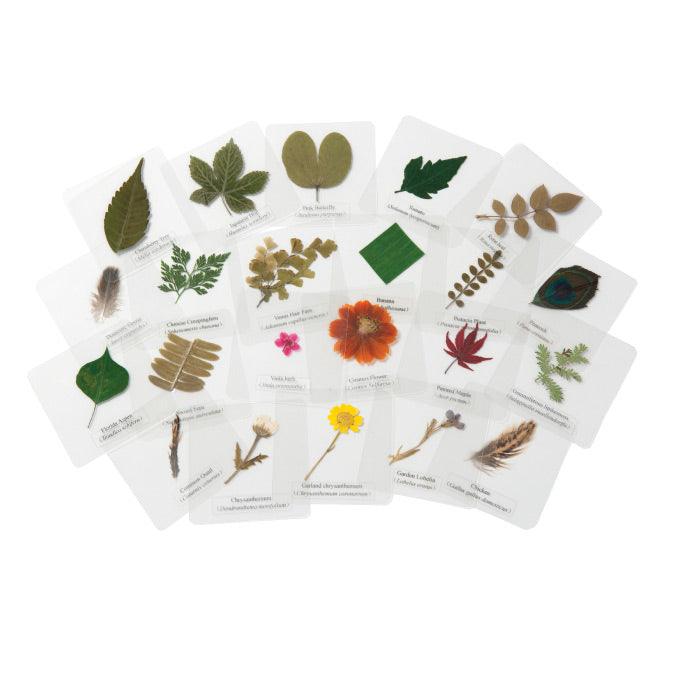 Knowledge Builder Laminated Feathers & Plants - My Playroom 