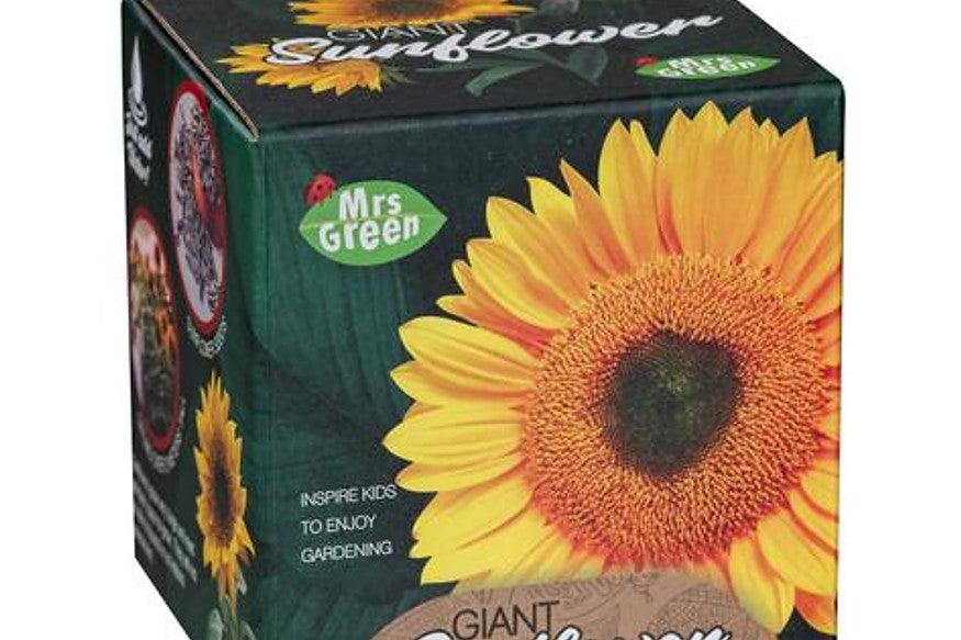 Grow Your Own Giant Sunflower 5+ - My Playroom 