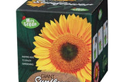 Grow Your Own Giant Sunflower 5+ - My Playroom 