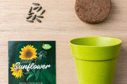 Grow Your Own Giant Sunflower 5+ - My Playroom 