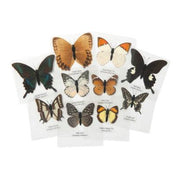 Knowledge Builder Laminated Butterflies - My Playroom 