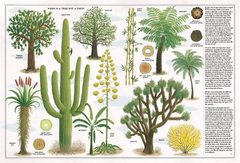 The Book of Trees (Hardcover) by Piotr Socha, Wojciech Grajkowski: Nature Non-fiction Kids Book