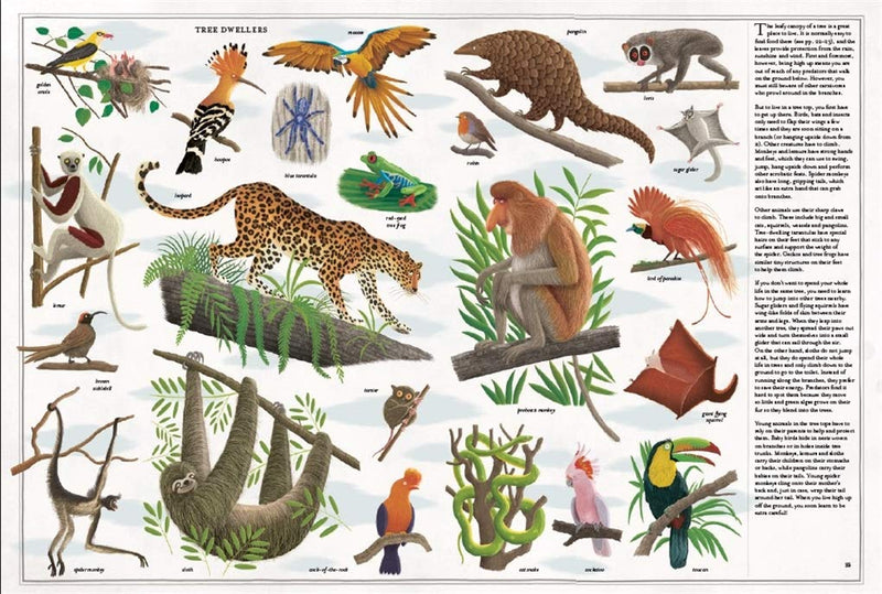 The Book of Trees (Hardcover) by Piotr Socha, Wojciech Grajkowski: Nature Non-fiction Kids Book