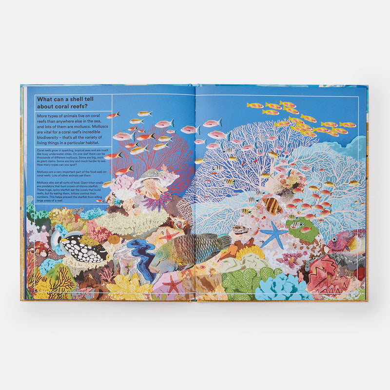 What a Shell Can Tell (Hardcover) by Helen Scales, Sonia Pulido: Ocean Non-fiction Kids Book