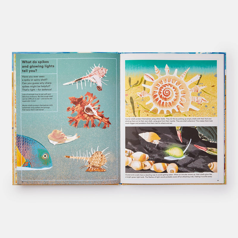 What a Shell Can Tell (Hardcover) by Helen Scales, Sonia Pulido: Ocean Non-fiction Kids Book