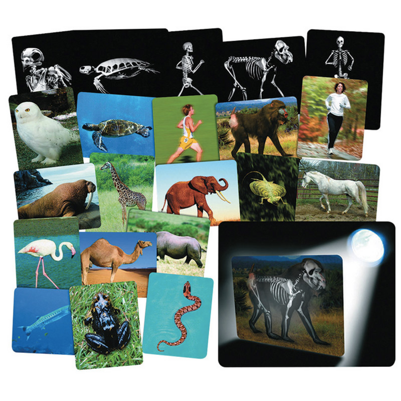 What's Inside Animal Anatomy X-Rays Cards By Roylco 16pc Early Science STEM Toys 4yrs+
