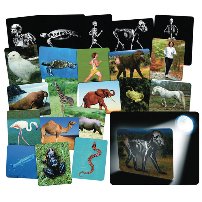 What's Inside Animal X-Rays Cards 22cmx28cm 16Pc 4yrs+