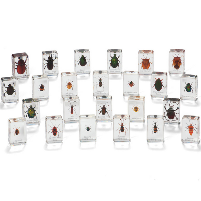 Beetles and Bugs Specimens Large Set 24pc 6yrs+