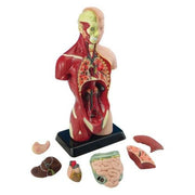 Human Anatomy Model - 27cm - 8 Pieces 8yrs+ - My Playroom 
