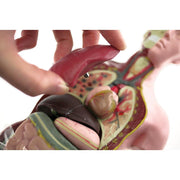 Human Anatomy Model - 27cm - 8 Pieces 8yrs+ - My Playroom 