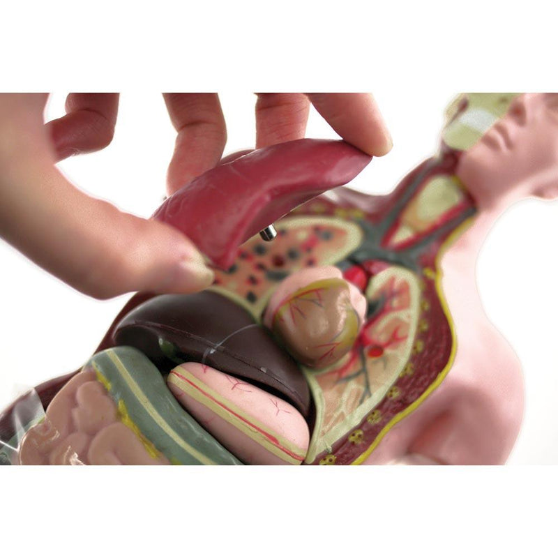 Human Anatomy Model - 27cm - 8 Pieces 8yrs+ - My Playroom 